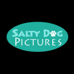 Salty Dog Pictures